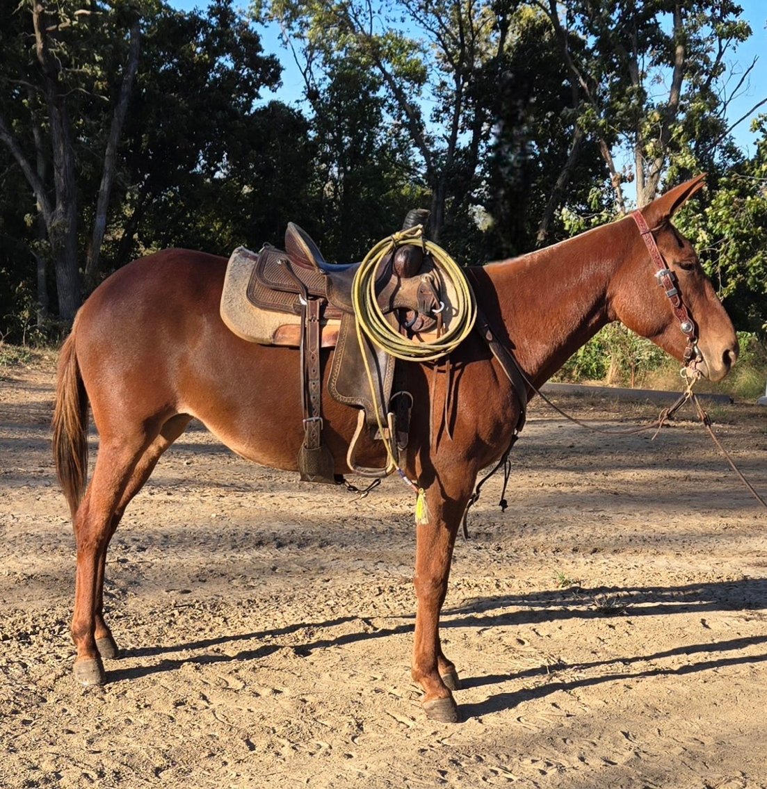 Image for Milam Mules Select Mule Sale - Sikeston, Missouri  February 28th
