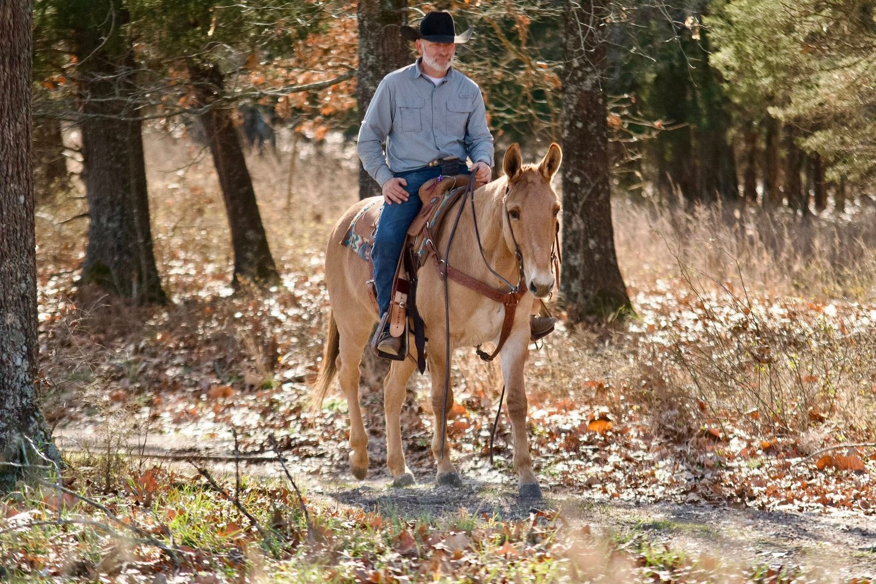 Image for Milam Mules Select Mule Sale - Sikeston, Missouri  February 28th
