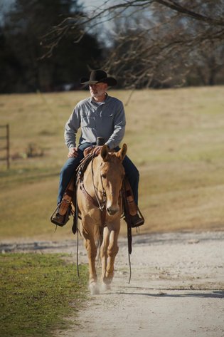 Image for Milam Mules Select Mule Sale - Sikeston, Missouri  February 28th