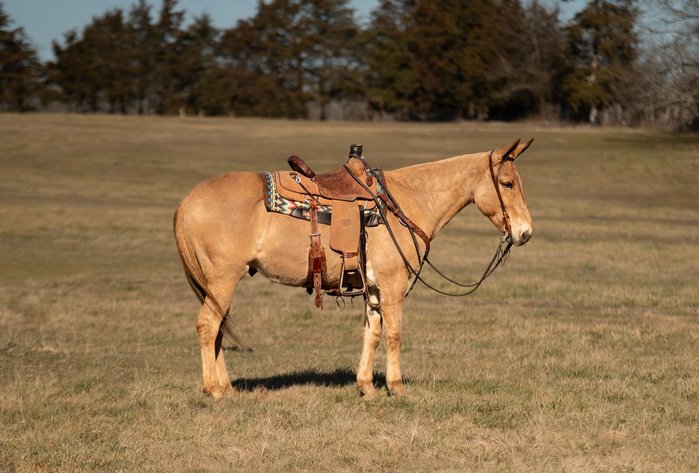 Image for Milam Mules Select Mule Sale - Sikeston, Missouri  February 28th