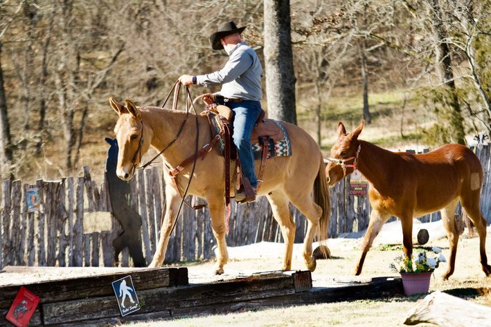 Image for Milam Mules Select Mule Sale - Sikeston, Missouri  February 28th