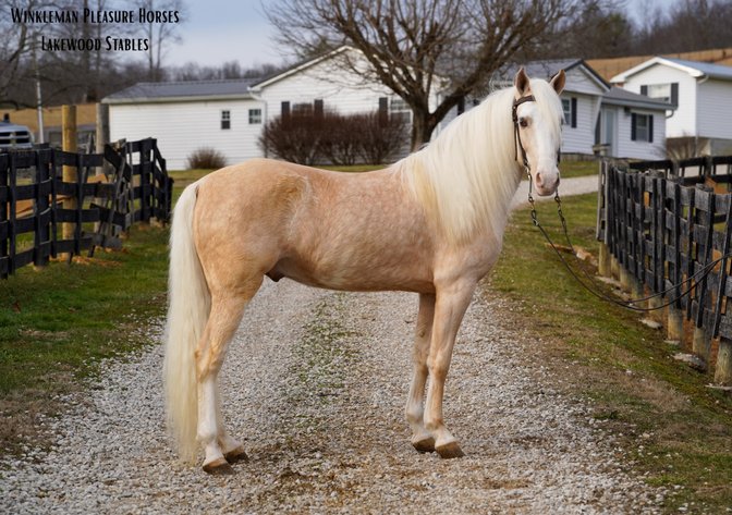 Image for East Tennessee 4B Gaited Horse Sale  White Pine, Tennessee - February 28th