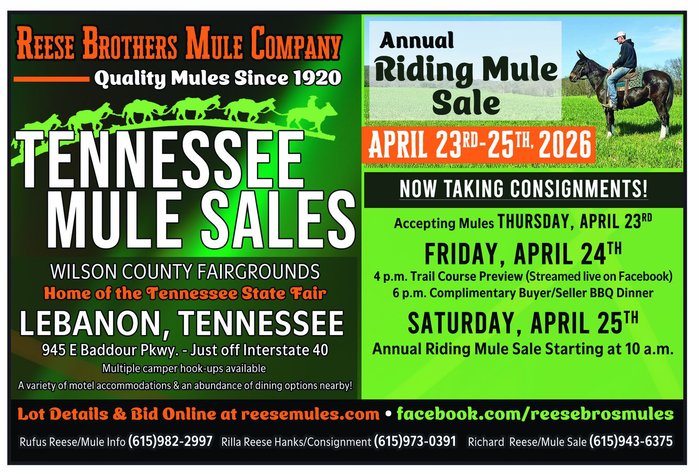 Image for Tennessee Mule Sales - Annual Riding Mule Sale - Reese Bros. Lebanon TN April 25th