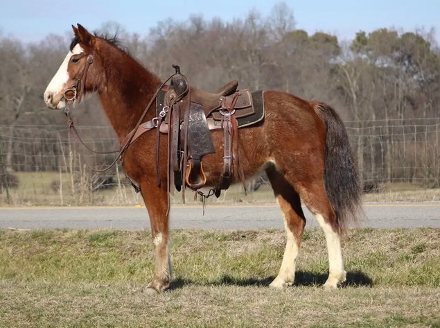 Image for East Tennessee 4B Gaited Horse Sale  White Pine, Tennessee - February 28th