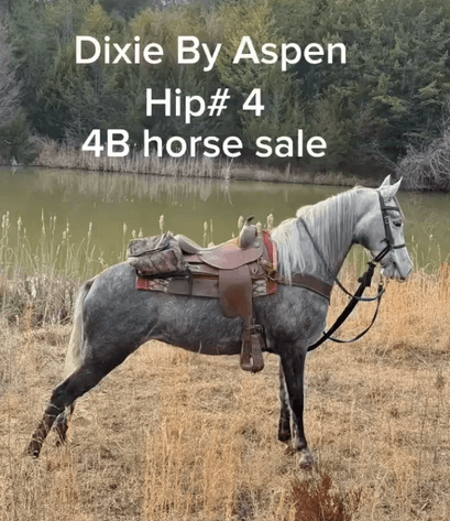Image for East Tennessee 4B Gaited Horse Sale  White Pine, Tennessee - February 28th