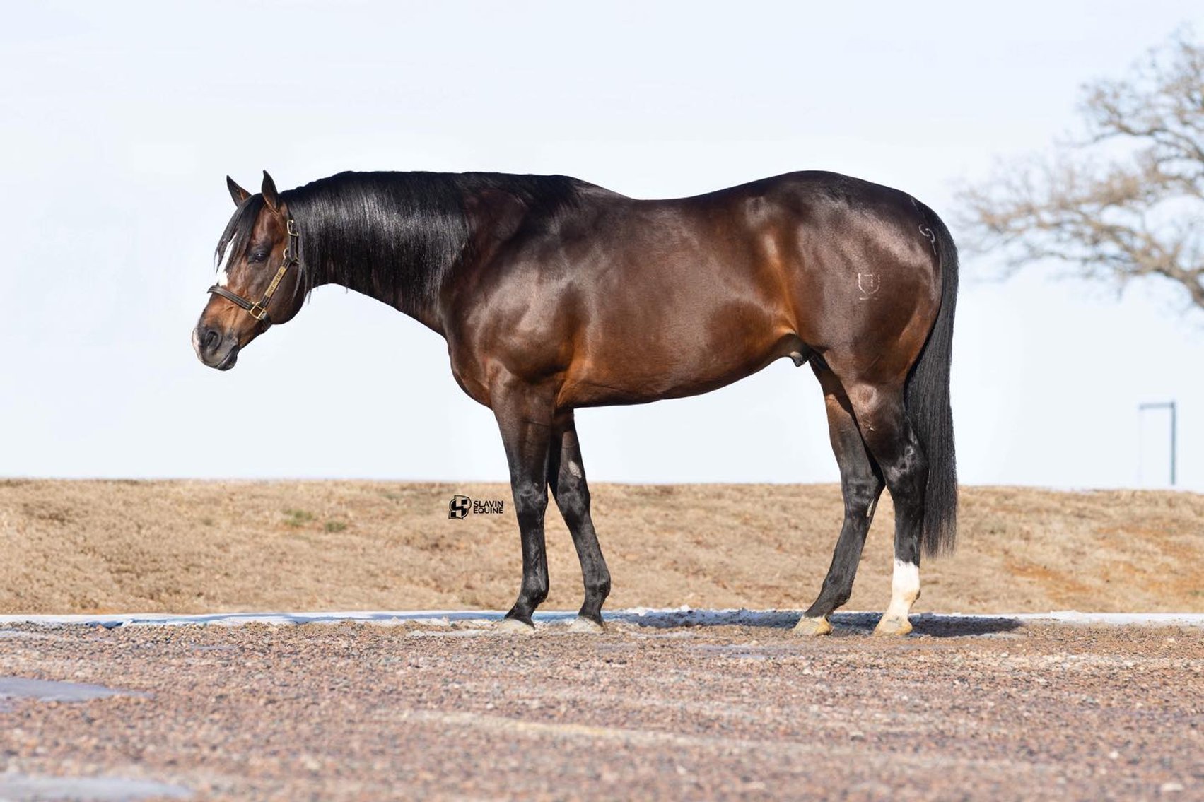 Image for Corsica Horse Sale Two Day March Horse Sale - DAY ONE - SATURDAY, MARCH 14TH - Corsica, South Dakota