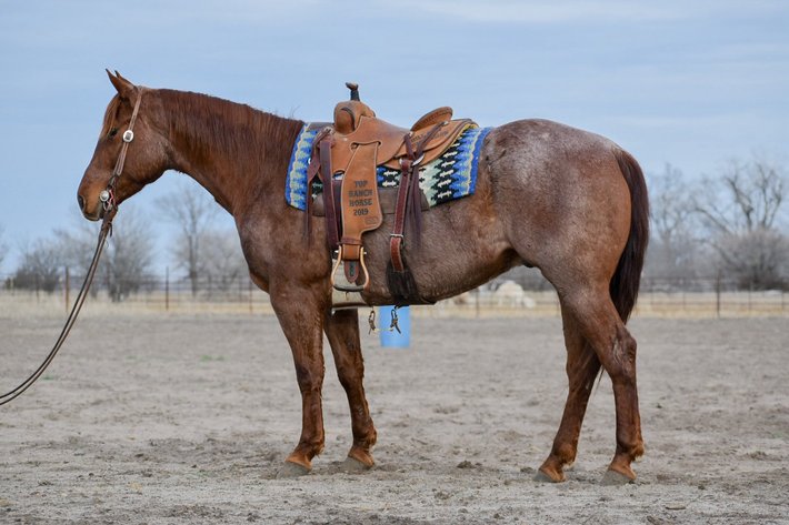 Image for Southern States Equine Performance Horse Sale - SATURDAY, MARCH 7TH - Carthage, MS