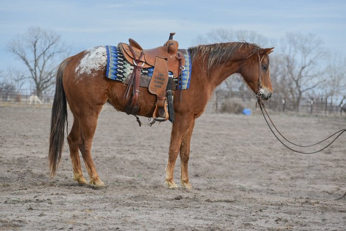 Image for Southern States Equine Performance Horse Sale - SATURDAY, MARCH 7TH - Carthage, MS