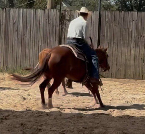 Image for Southern States Equine Performance Horse Sale - SATURDAY, MARCH 7TH - Carthage, MS