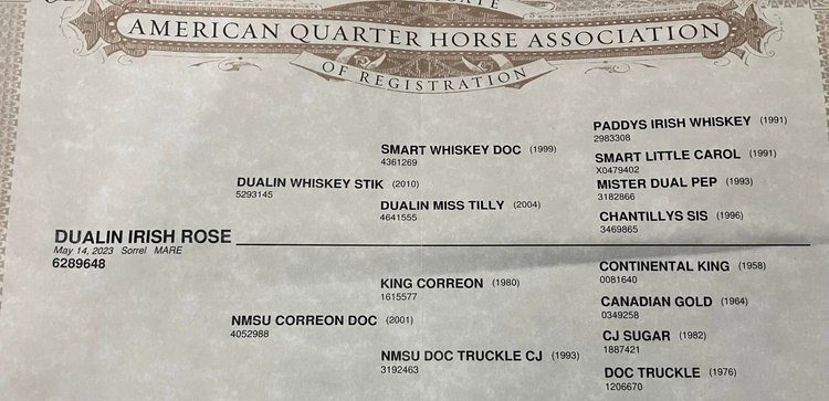 Image for Southern States Equine Performance Horse Sale - SATURDAY, MARCH 7TH - Carthage, MS