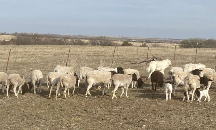 Image for Jones Livestock Auction THURSDAY MARCH 5TH -  Jones, Oklahoma