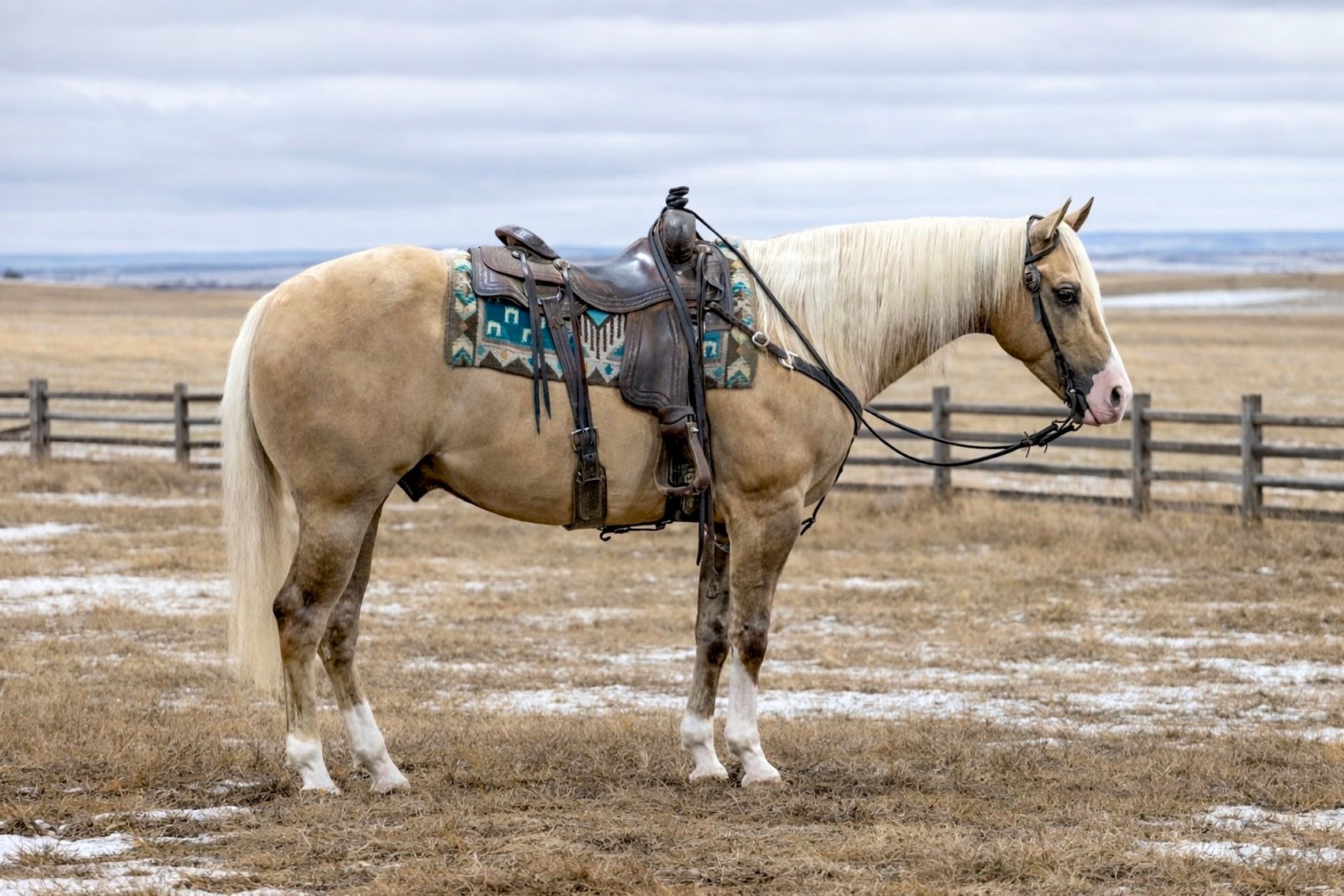 Image for Corsica Horse Sale Two Day March Horse Sale - DAY ONE - SATURDAY, MARCH 14TH - Corsica, South Dakota