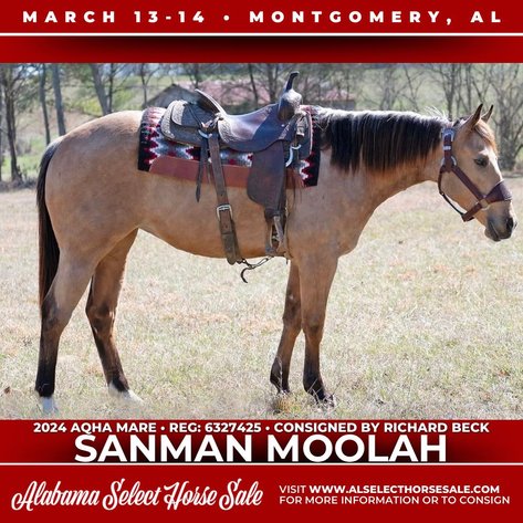 Image for Alabama Select Horse Sale - SATURDAY, MARCH 14TH - Montgomery, AL
