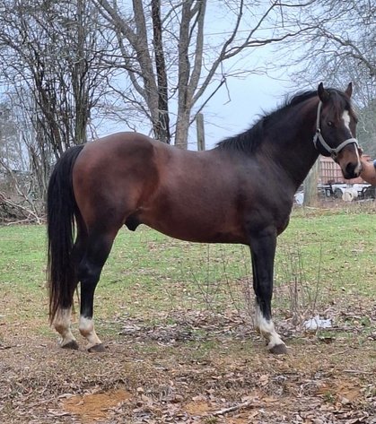 Image for Mize Horse Sale - SATURDAY, MARCH 21ST - Mize, Mississippi