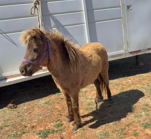 Image for Jones Livestock Auction HORSE & TACK SALE!   SATURDAY, MARCH 14TH