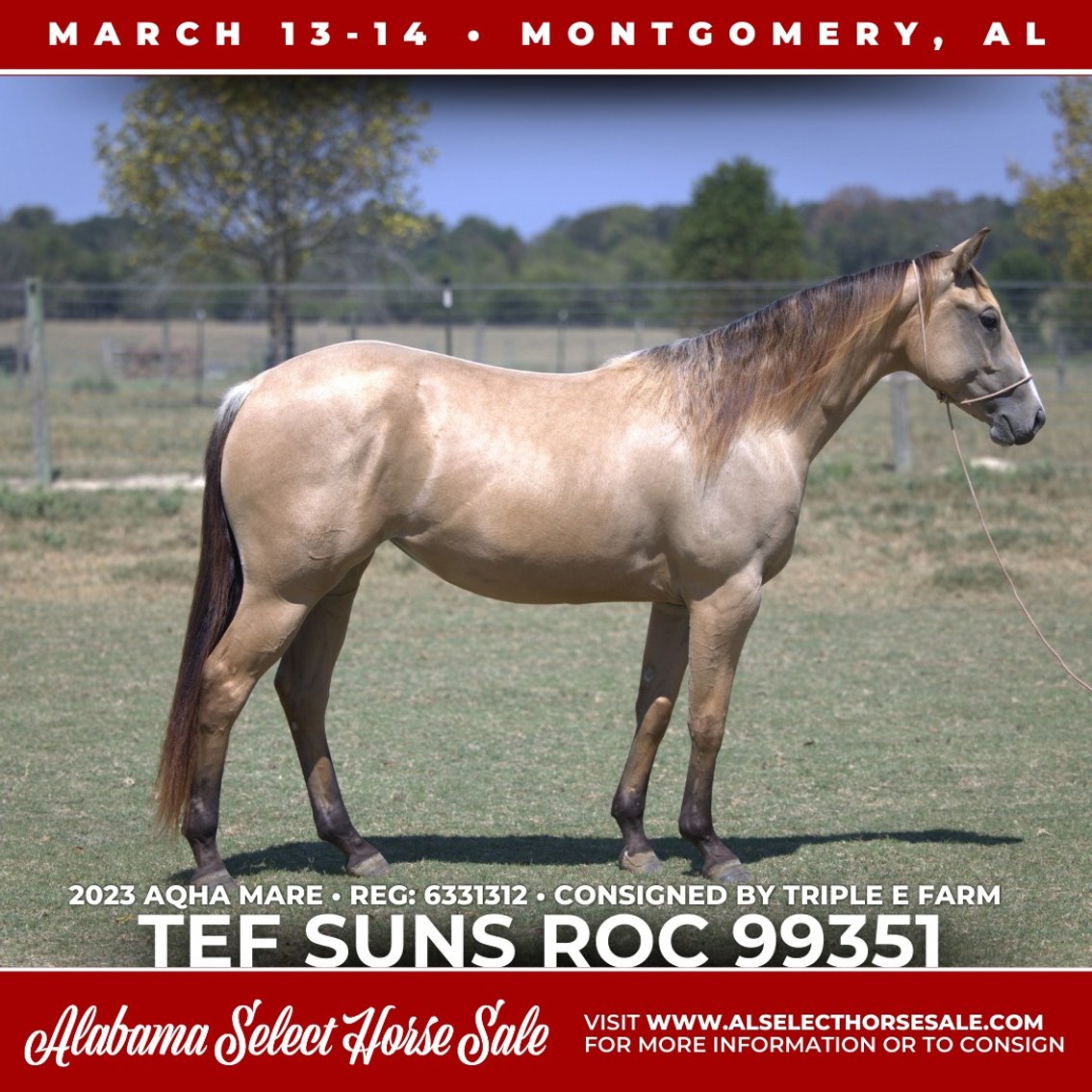 Image for Alabama Select Horse Sale - SATURDAY, MARCH 14TH - Montgomery, AL