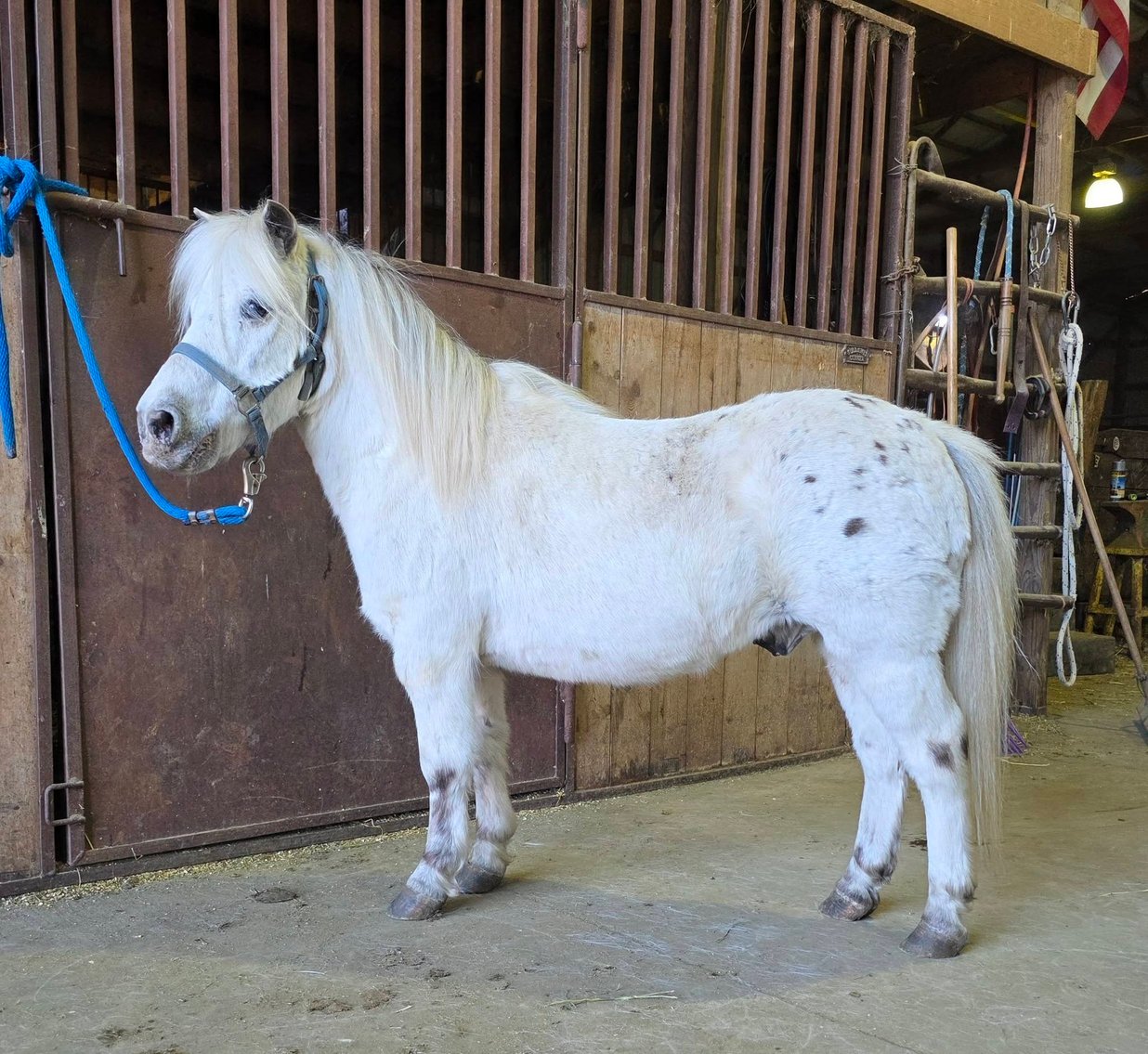 Image for Colfax Horse Sale  - SUNDAY, MARCH 15TH - Colfax, Iowa