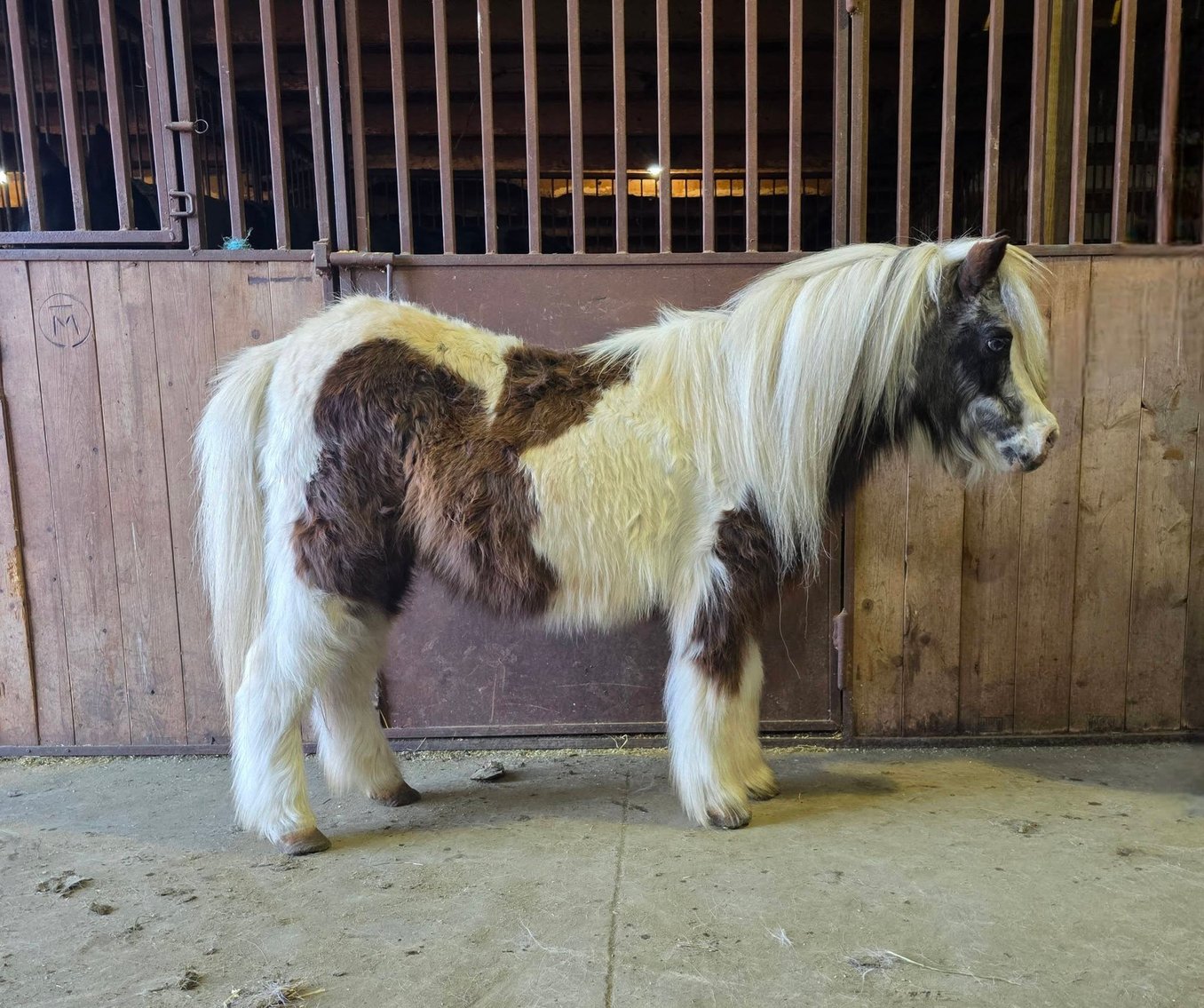 Image for Colfax Horse Sale  - SUNDAY, MARCH 15TH - Colfax, Iowa