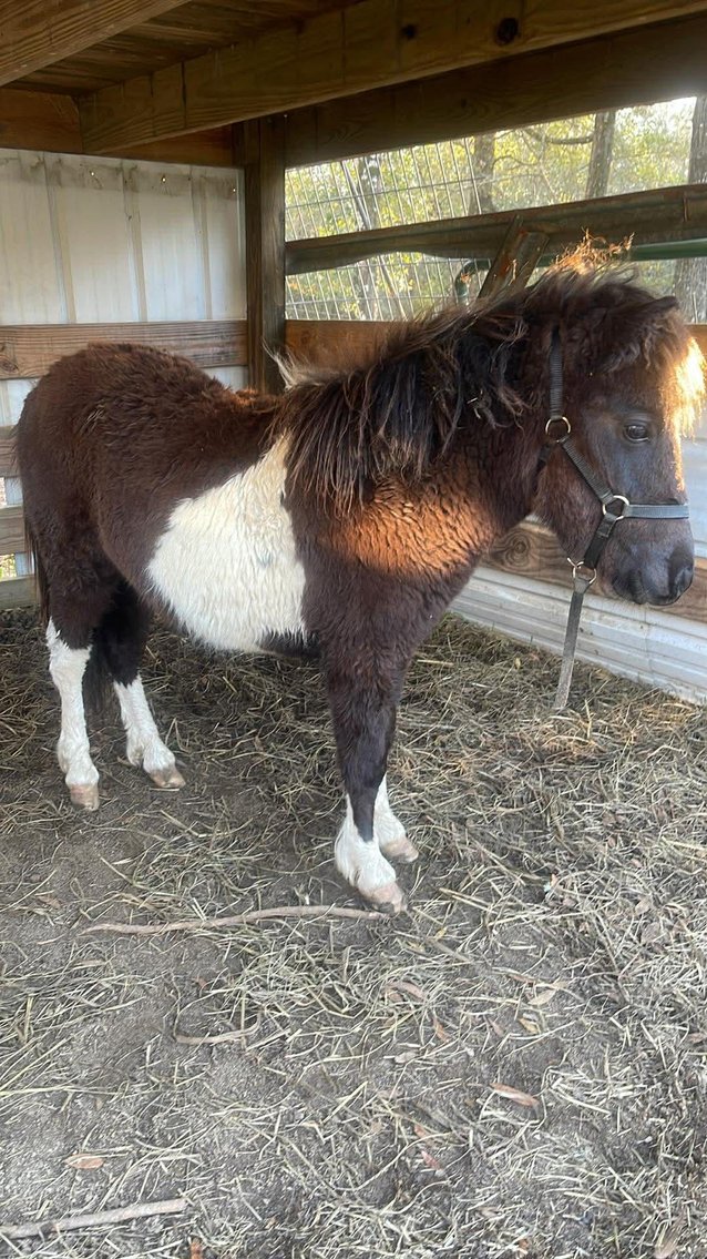 Image for Mize Horse Sale - SATURDAY, MARCH 21ST - Mize, Mississippi