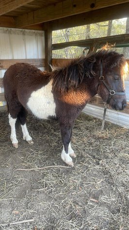 Image for Mize Horse Sale - SATURDAY, MARCH 21ST - Mize, Mississippi