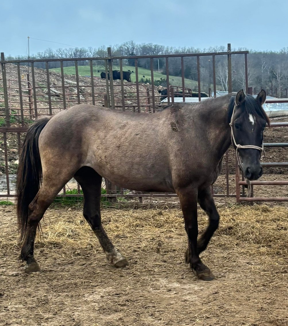 Image for Interstate Regional Stockyards Horse Sale - Cuba, Missouri WEDNESDAY MARCH 18TH