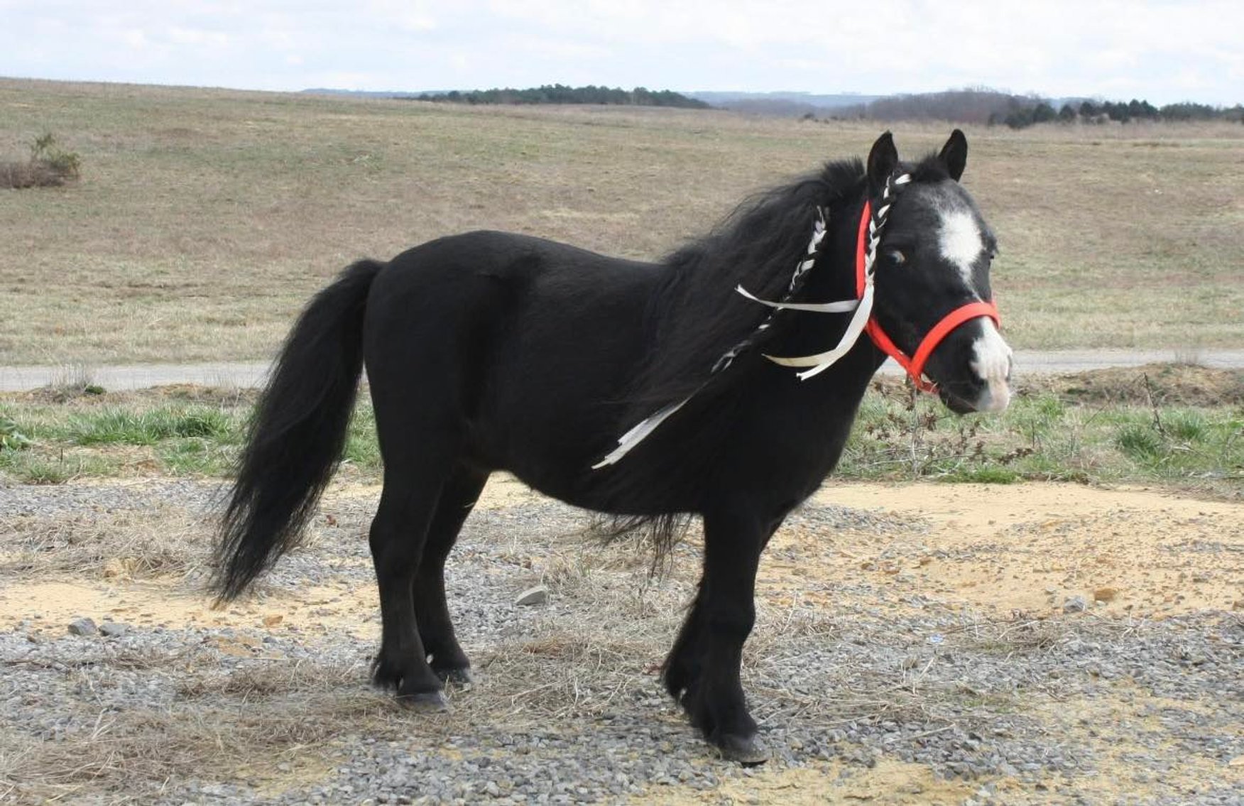 Image for Interstate Regional Stockyards Horse Sale - Cuba, Missouri WEDNESDAY MARCH 18TH