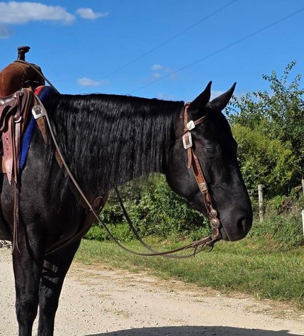 Image for Creston Horse Sale  - SATURDAY, APRIL 11TH - Creston, Iowa