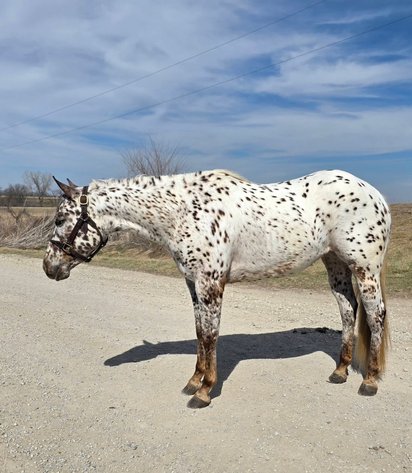 Image for Creston Horse Sale  - SATURDAY, APRIL 11TH - Creston, Iowa
