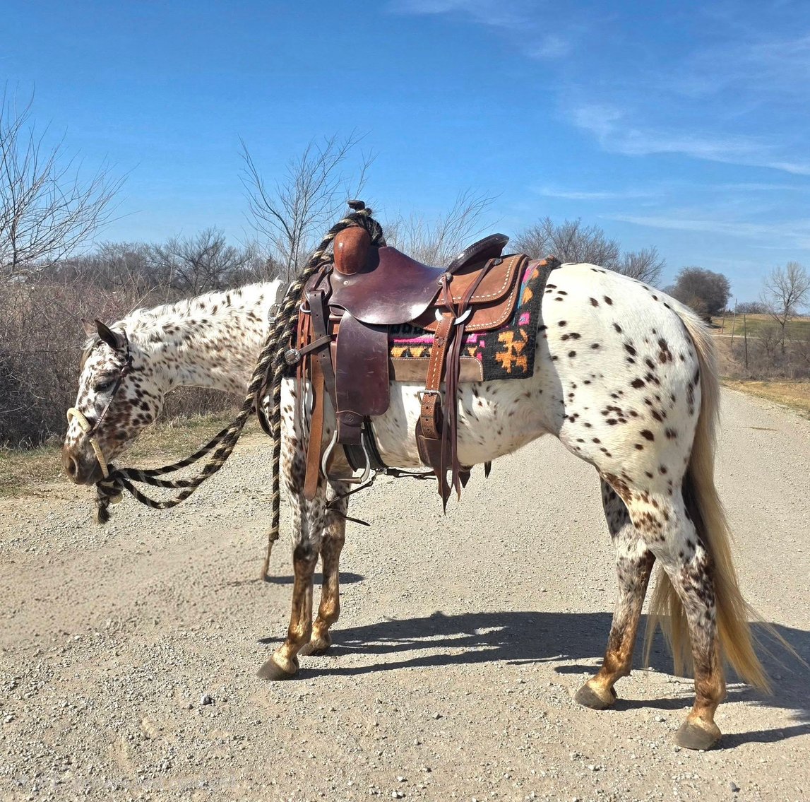 Image for Creston Horse Sale  - SATURDAY, APRIL 11TH - Creston, Iowa
