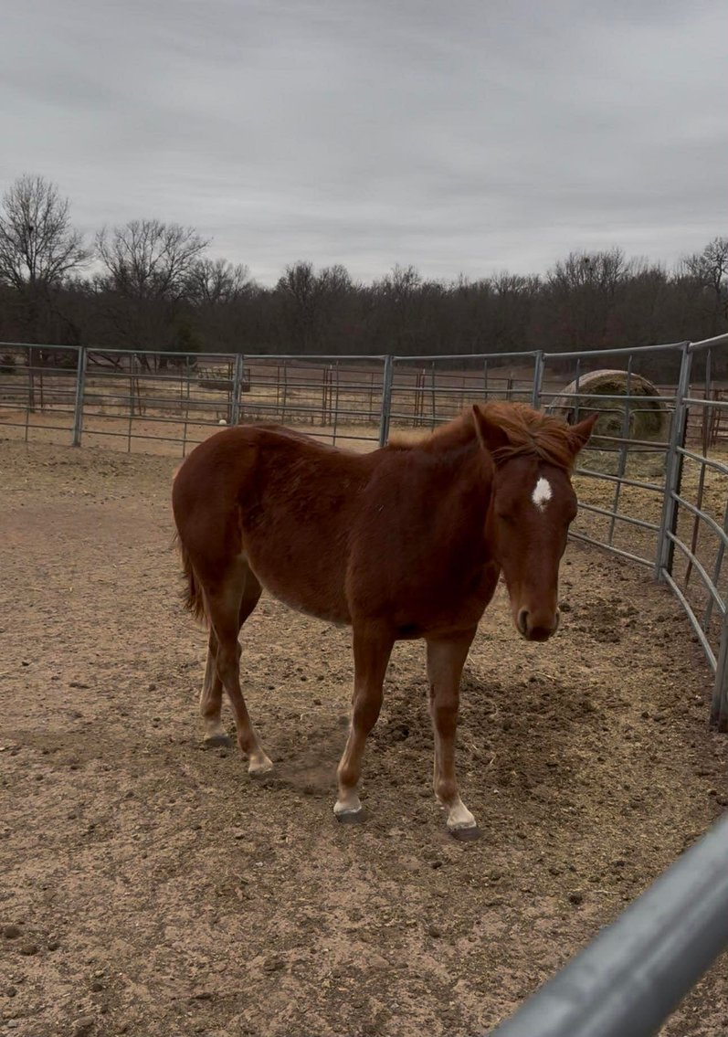 Image for Jones Livestock Auction HORSE & TACK SALE!   SATURDAY, APRIL 11TH