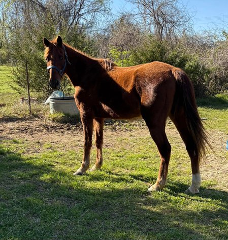 Image for Interstate Regional Stockyards Horse Sale - Cuba, Missouri WEDNESDAY APRIL 15TH