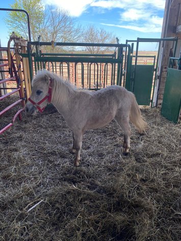 Image for Interstate Regional Stockyards Horse Sale - Cuba, Missouri WEDNESDAY APRIL 15TH
