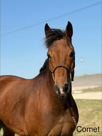 Image for Ocala Horse Sale Spring Sale - Saturday, April 18th - Ocala, Florida