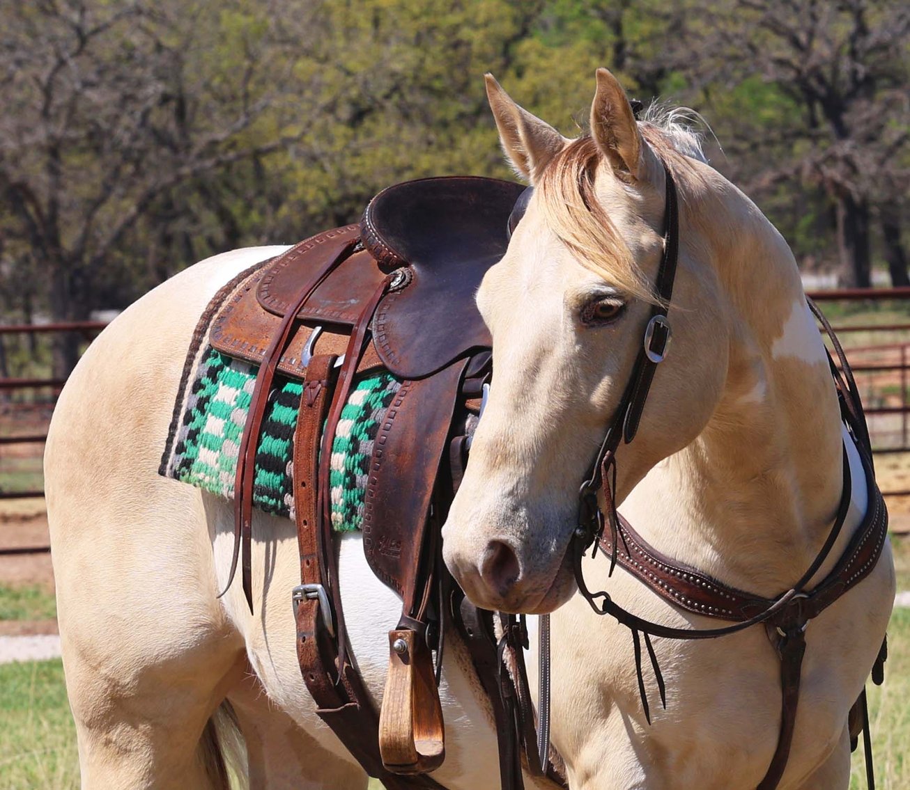 Image for Ocala Horse Sale Spring Sale - Saturday, April 18th - Ocala, Florida