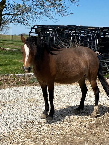 Image for Interstate Regional Stockyards Horse Sale - Cuba, Missouri WEDNESDAY APRIL 15TH