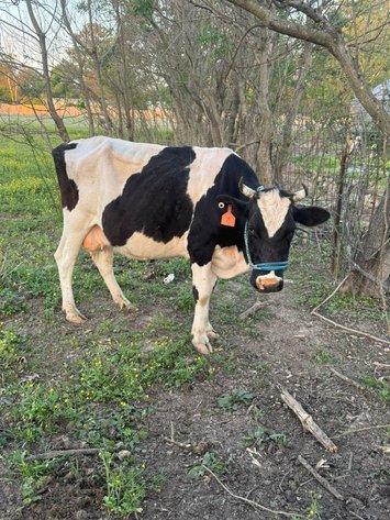 Image for Mize Horse Sale - SATURDAY, APRIL 18TH - Mize, Mississippi