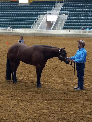 Image for Courtland Tack And Horse Auction Saturday ,April 18 ,2026