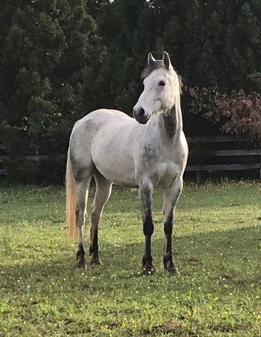 Image for Courtland Tack And Horse Auction Saturday ,April 18 ,2026