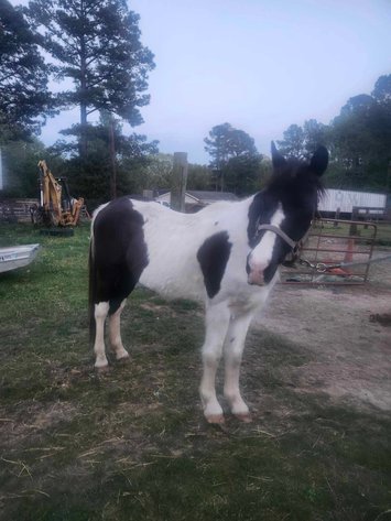 Image for Courtland Tack And Horse Auction Saturday ,April 18 ,2026