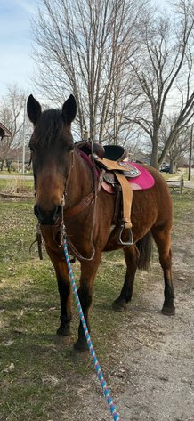 Image for Colfax Horse Sale  - SUNDAY, APRIL 19TH - Colfax, Iowa