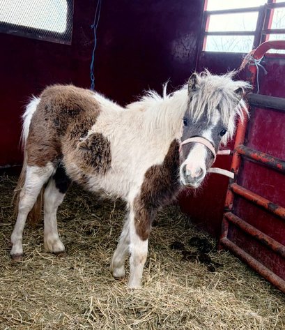 Image for Colfax Horse Sale  - SUNDAY, APRIL 19TH - Colfax, Iowa