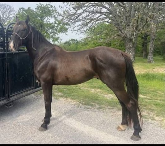 Image for Fort Smith Horse & Mule Sale - SATURDAY, APRIL 18TH - Moffett, Oklahoma