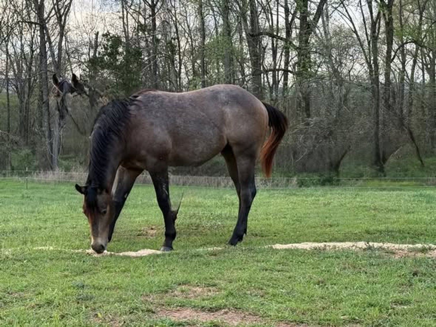 Image for Fort Smith Horse & Mule Sale - SATURDAY, APRIL 18TH - Moffett, Oklahoma