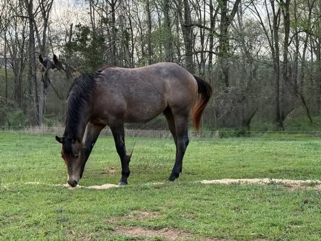 Image for Fort Smith Horse & Mule Sale - SATURDAY, APRIL 18TH - Moffett, Oklahoma