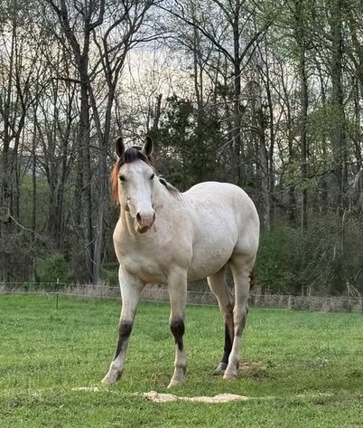 Image for Fort Smith Horse & Mule Sale - SATURDAY, APRIL 18TH - Moffett, Oklahoma