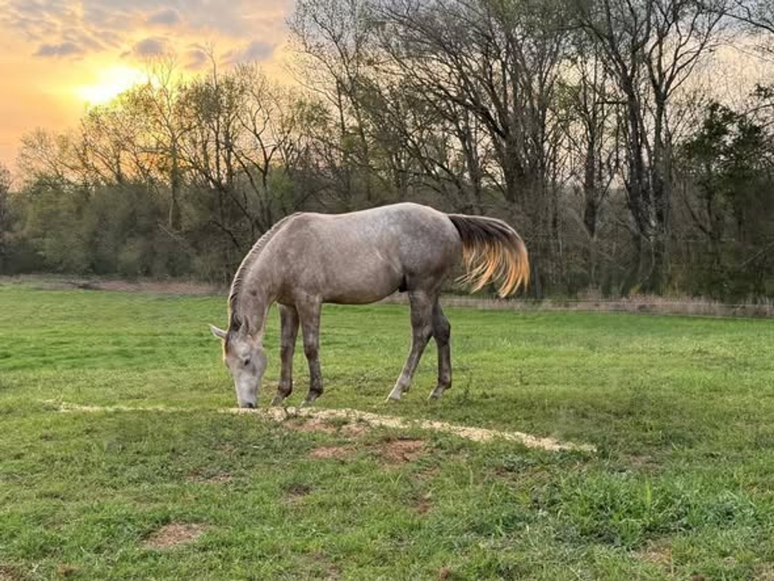 Image for Fort Smith Horse & Mule Sale - SATURDAY, APRIL 18TH - Moffett, Oklahoma