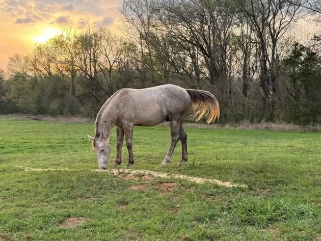 Image for Fort Smith Horse & Mule Sale - SATURDAY, APRIL 18TH - Moffett, Oklahoma