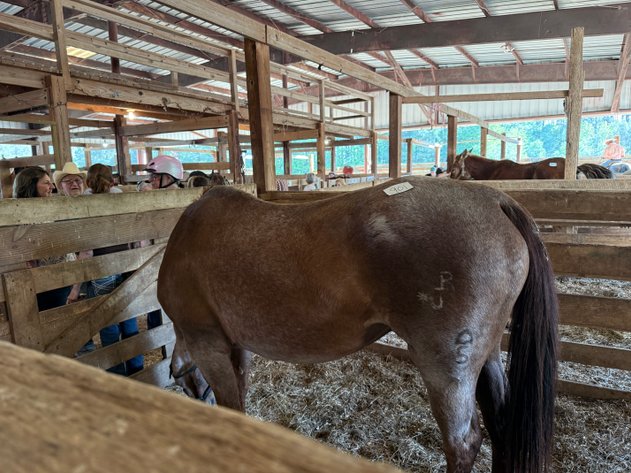 Image for Courtland Tack And Horse Auction Saturday ,April 18 ,2026