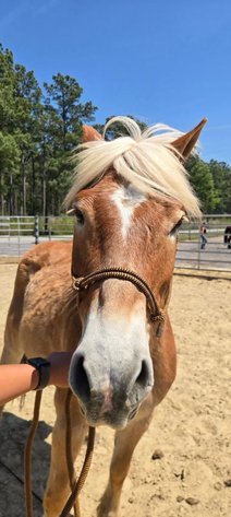 Image for Courtland Tack And Horse Auction Saturday ,April 18 ,2026
