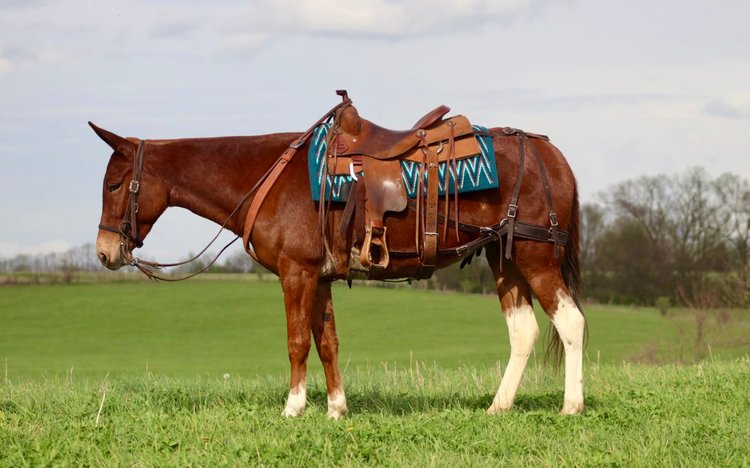 Image for Tennessee Mule Sales - Annual Riding Mule Sale - Reese Bros. Lebanon TN April 25th
